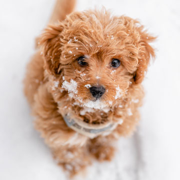 Puppy