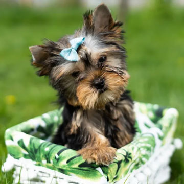 Puppy