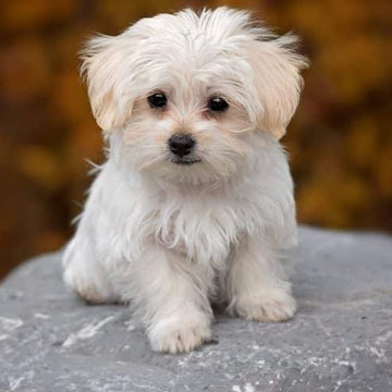 Puppy