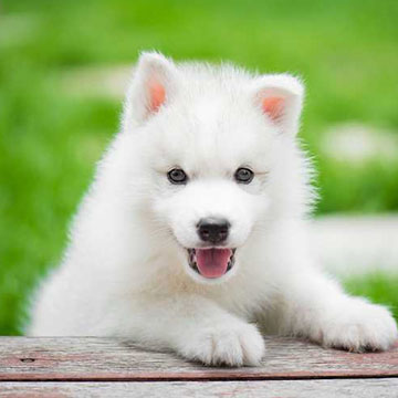 Puppy