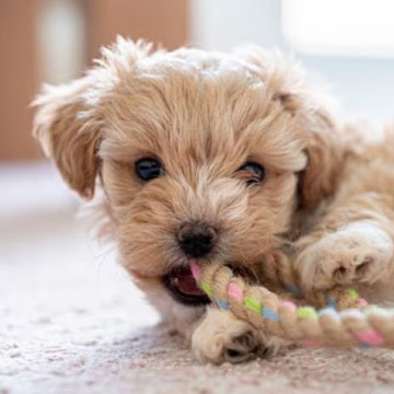 Puppy