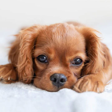 Puppy