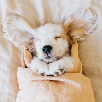 Puppy