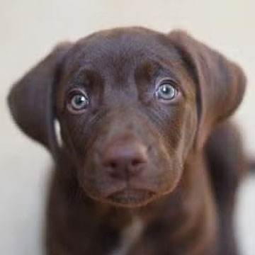 Puppy
